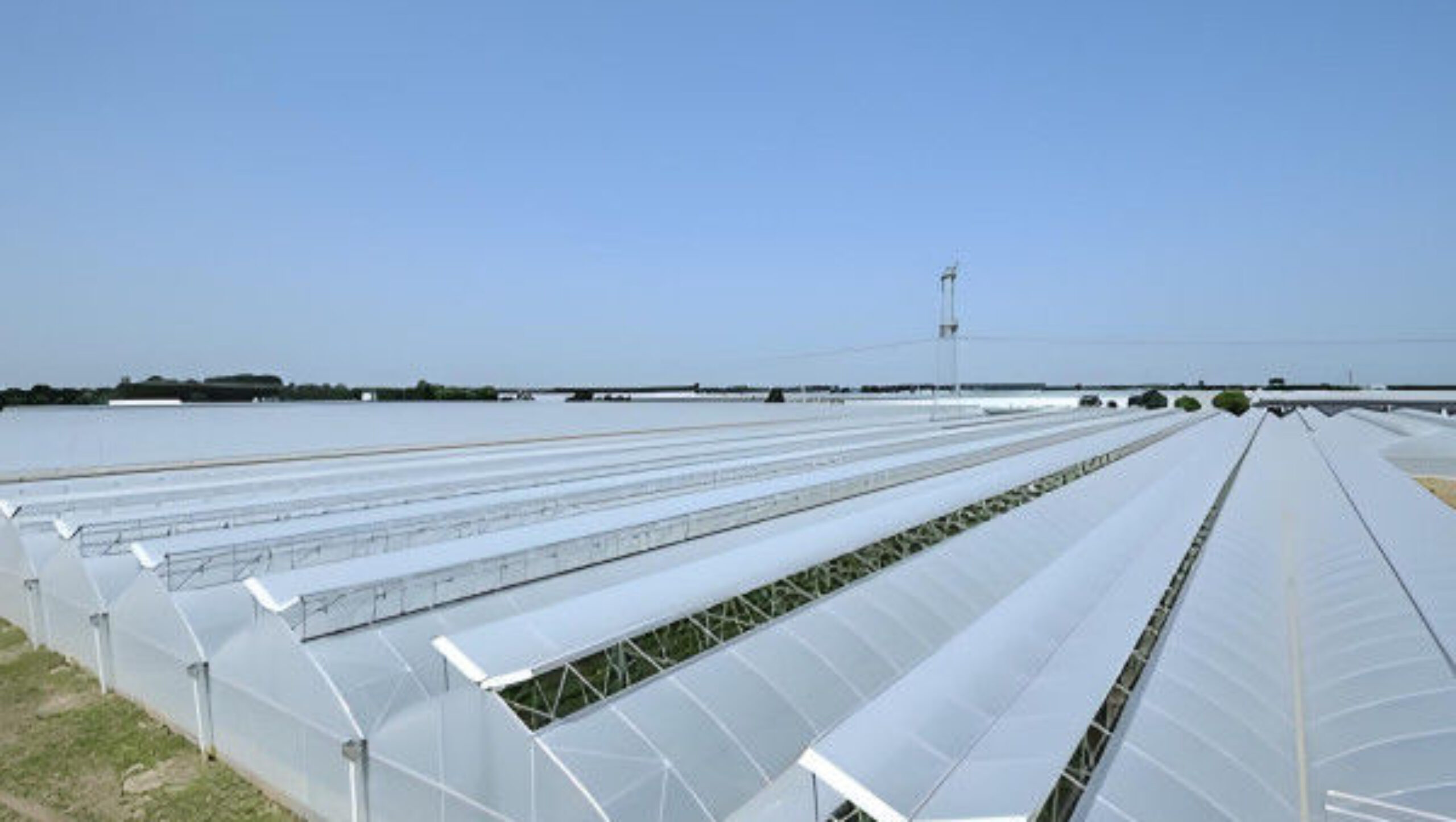 Customizable Multi Span Greenhouse For Tomato Plants Growing