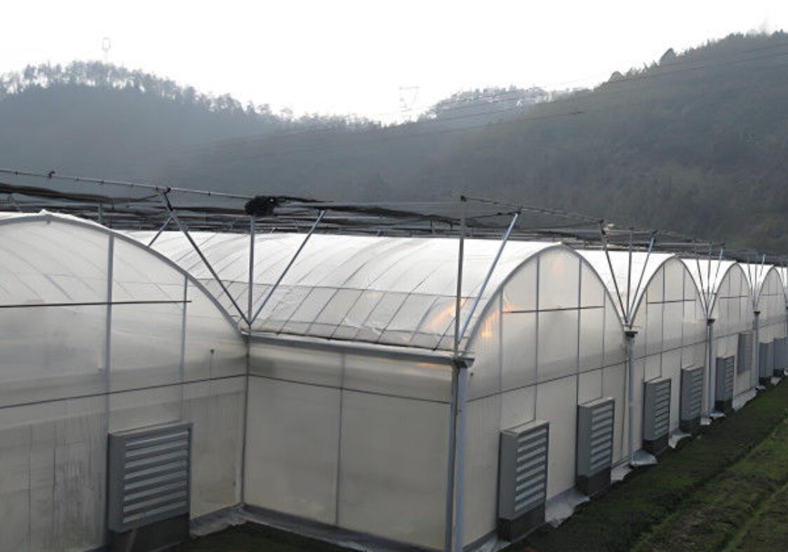 Customizable Multi Span Greenhouse For Tomato Plants Growing
