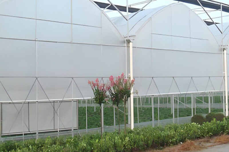Customizable Multi Span Greenhouse For Tomato Plants Growing