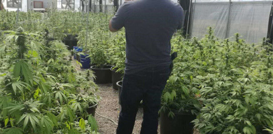 Customization Automated Light Dep Greenhouse Large Size 3 Layers