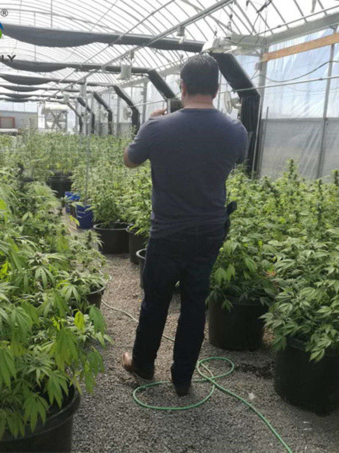 Customization Automated Light Dep Greenhouse Large Size 3 Layers