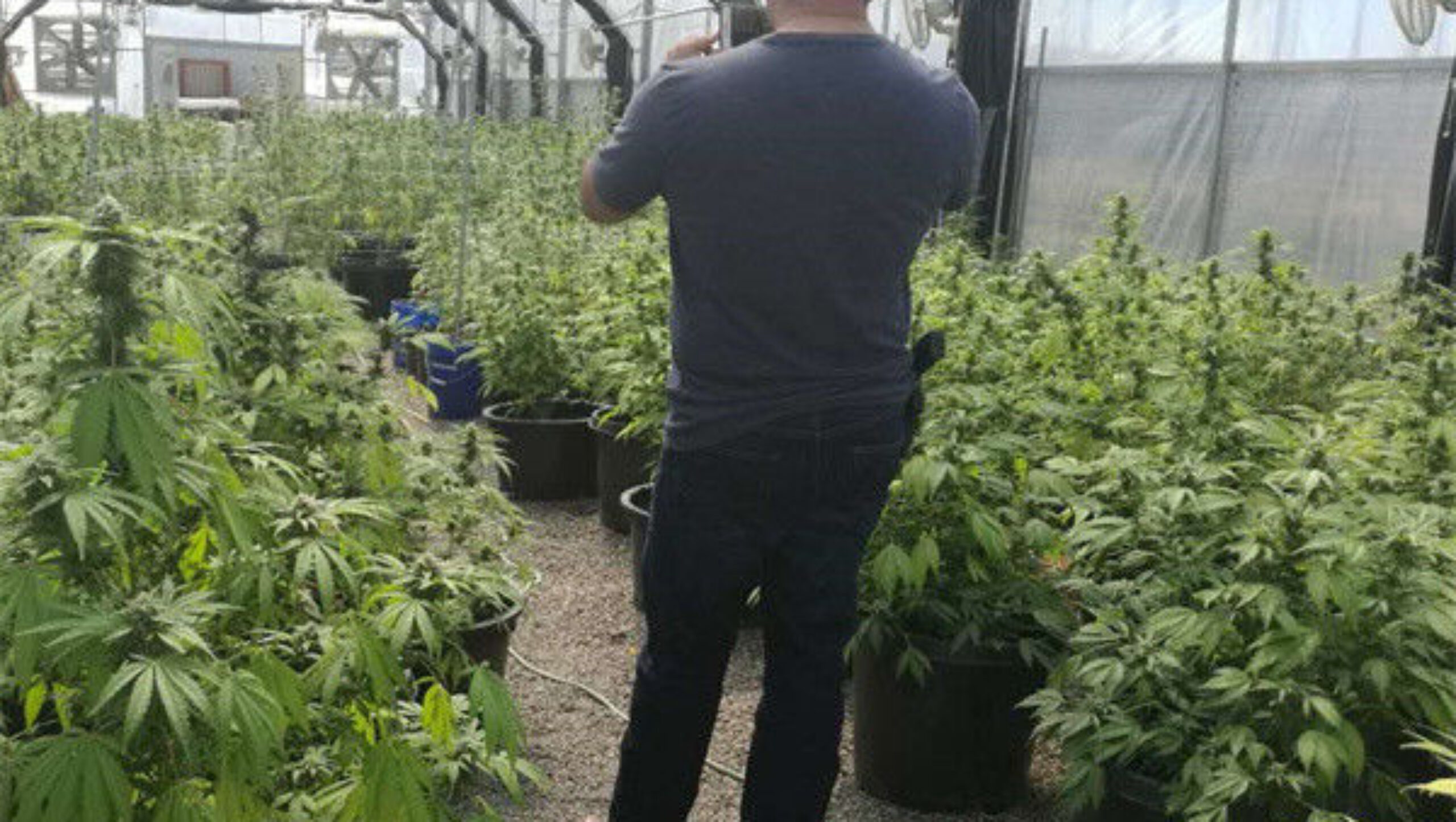 Customization Automated Light Dep Greenhouse Large Size 3 Layers