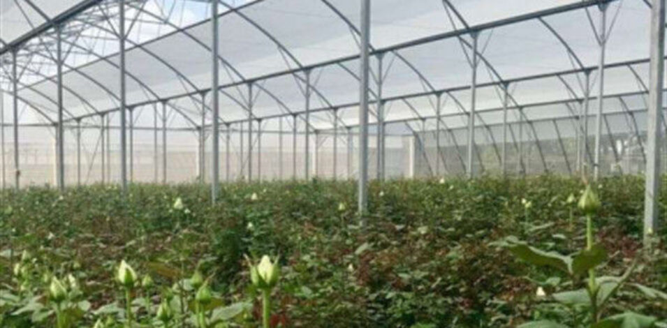 Customization Commercial Gothic Type Greenhouse With Electric Systems