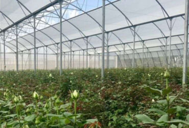 Customization Commercial Gothic Type Greenhouse With Electric Systems