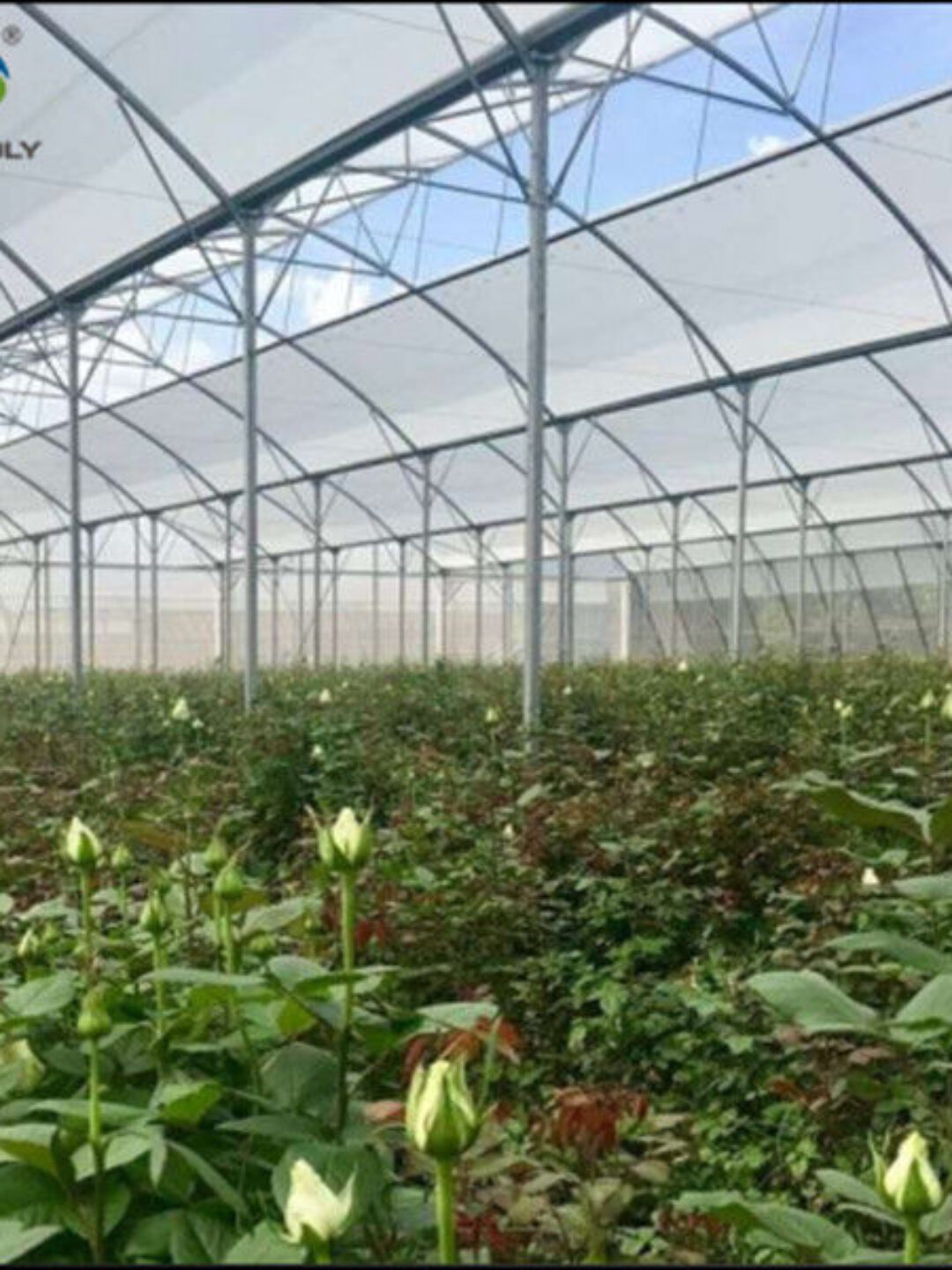 Customization Commercial Gothic Type Greenhouse With Electric Systems