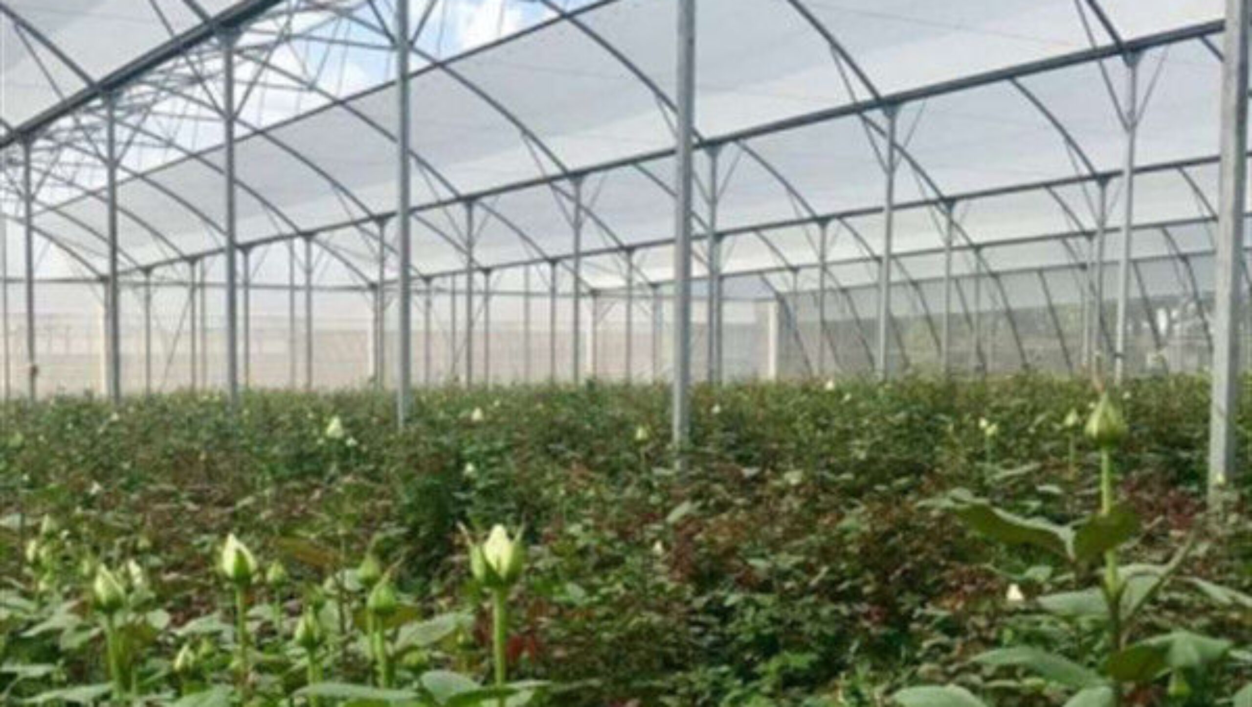 Customization Commercial Gothic Type Greenhouse With Electric Systems