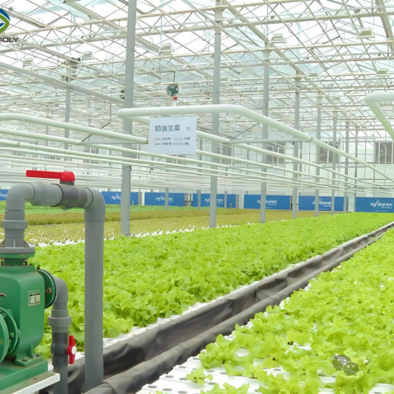 Customization Commercial Plastic Film Greenhouse For Lettuce Planting
