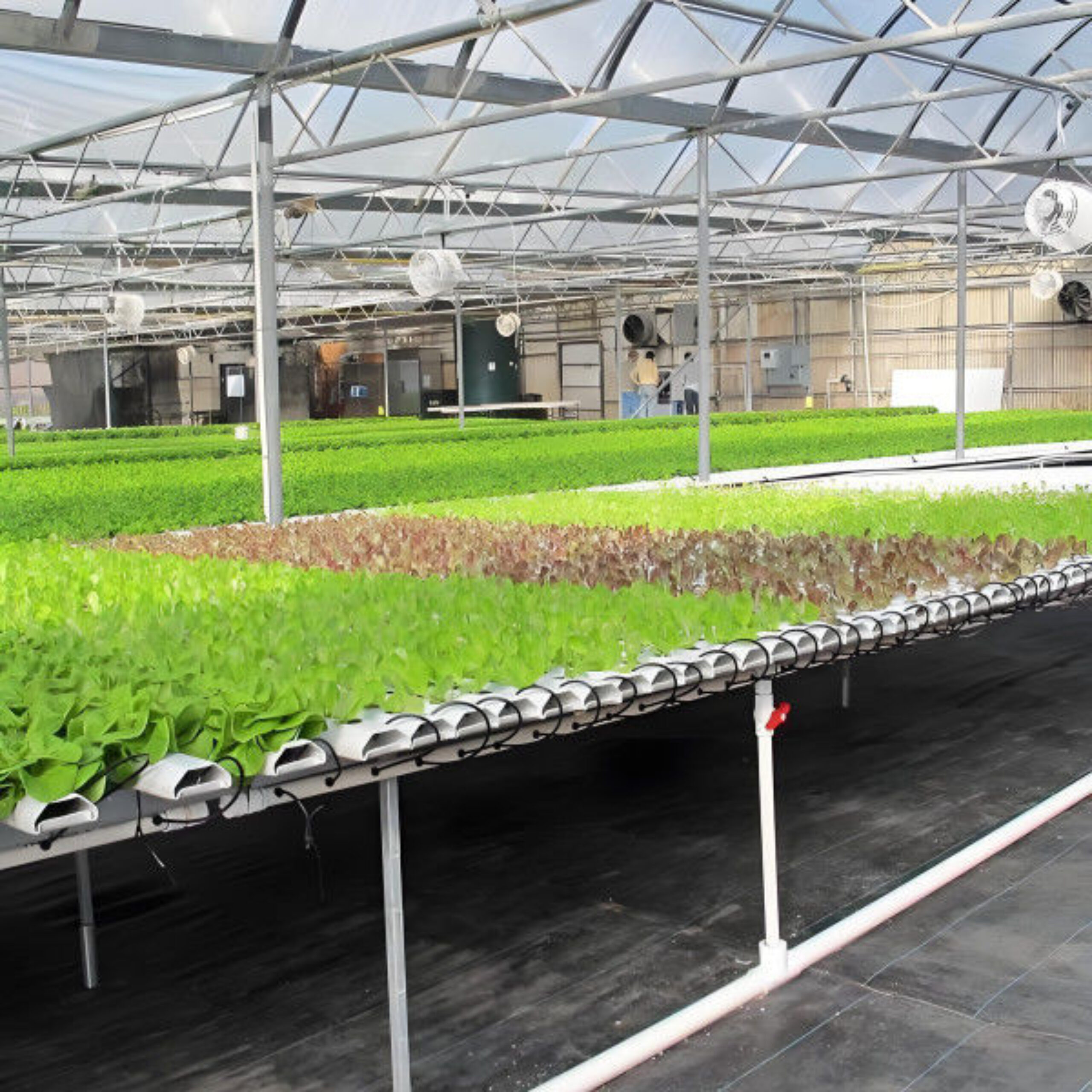 Customization Commercial Plastic Film Greenhouse For Lettuce Planting