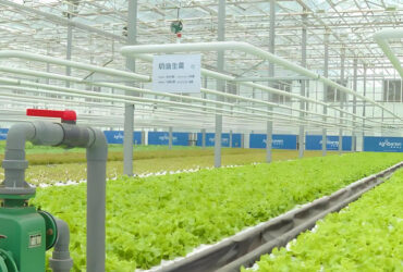 Customization Commercial Plastic Film Greenhouse For Lettuce Planting