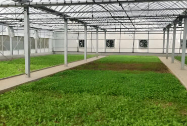 Customization Commercial Plastic Film Greenhouse For Lettuce Planting
