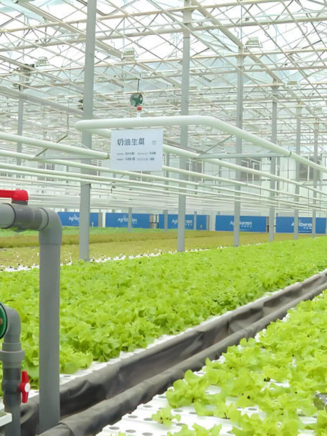 Customization Commercial Plastic Film Greenhouse For Lettuce Planting