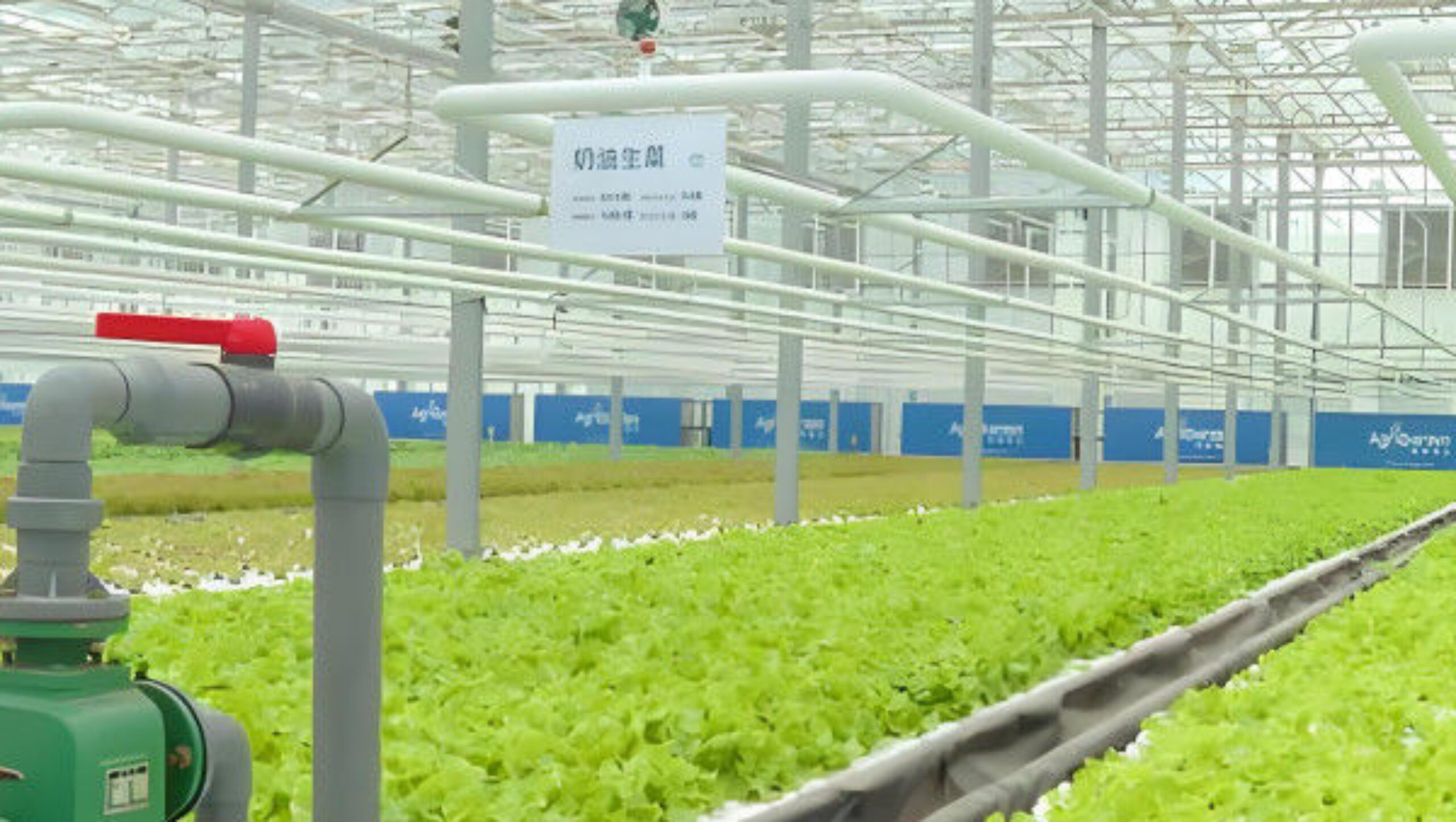 Customization Commercial Plastic Film Greenhouse For Lettuce Planting