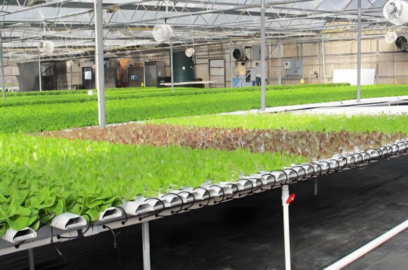 Customization Commercial Plastic Film Greenhouse For Lettuce Planting