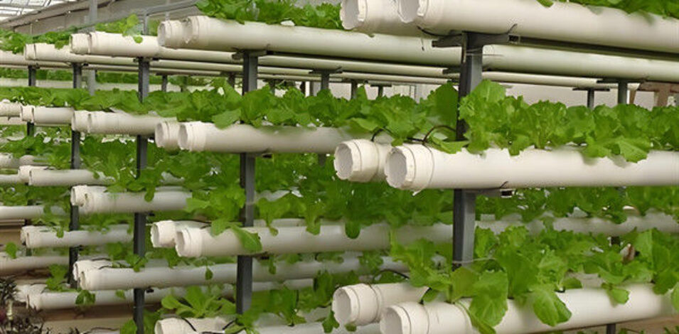 Customization Hydroponic System Greenhouse With Rolling Benches