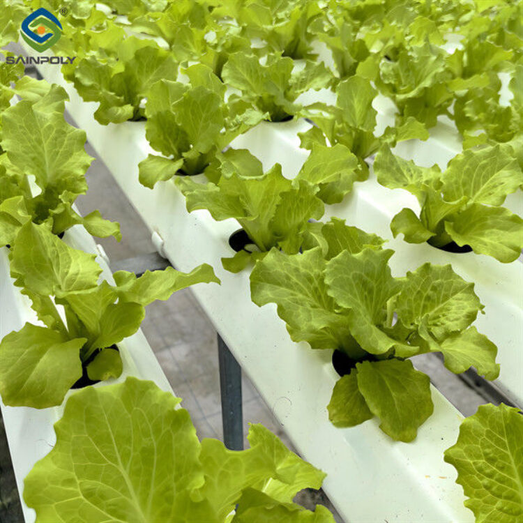 Customization Hydroponic System Greenhouse With Rolling Benches