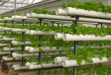 Customization Hydroponic System Greenhouse With Rolling Benches