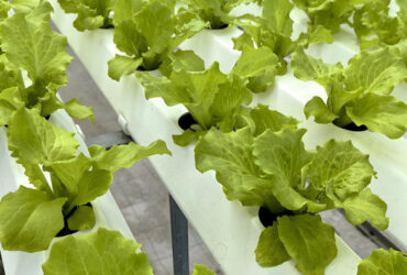 Customization Hydroponic System Greenhouse With Rolling Benches