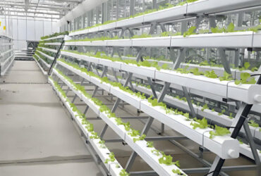 Customization Hydroponic System Greenhouse With Rolling Benches