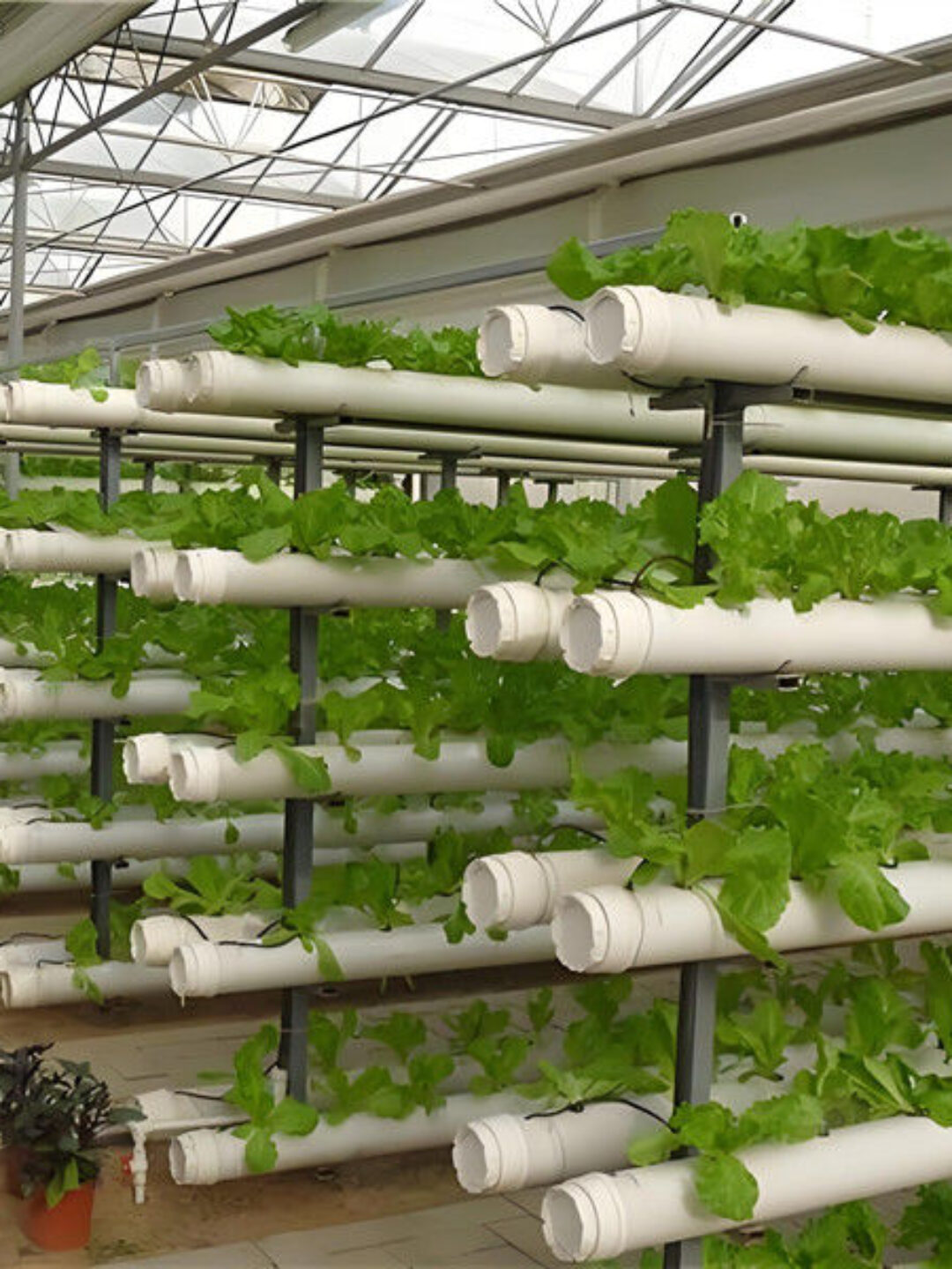 Customization Hydroponic System Greenhouse With Rolling Benches