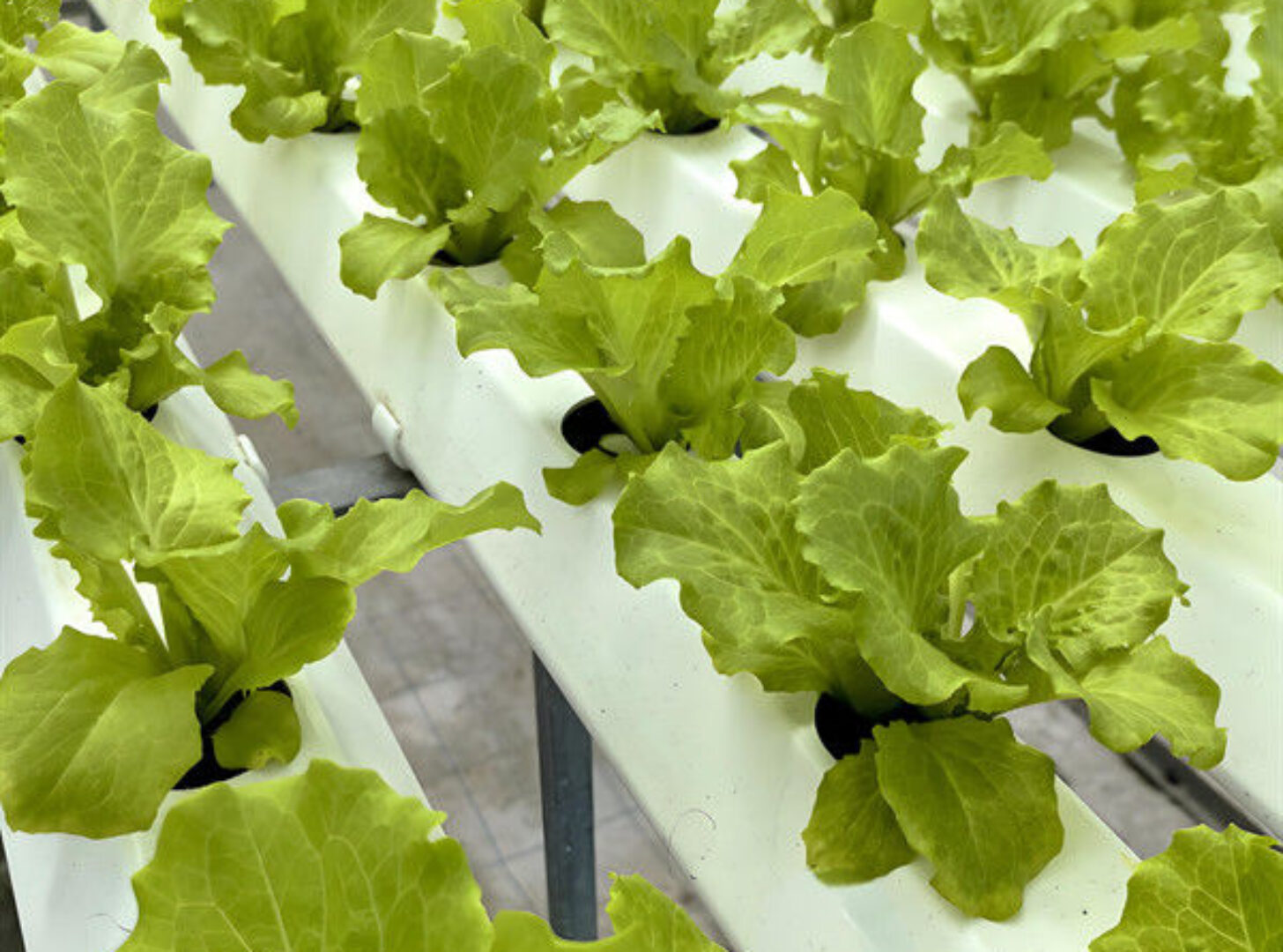 Customization Hydroponic System Greenhouse With Rolling Benches
