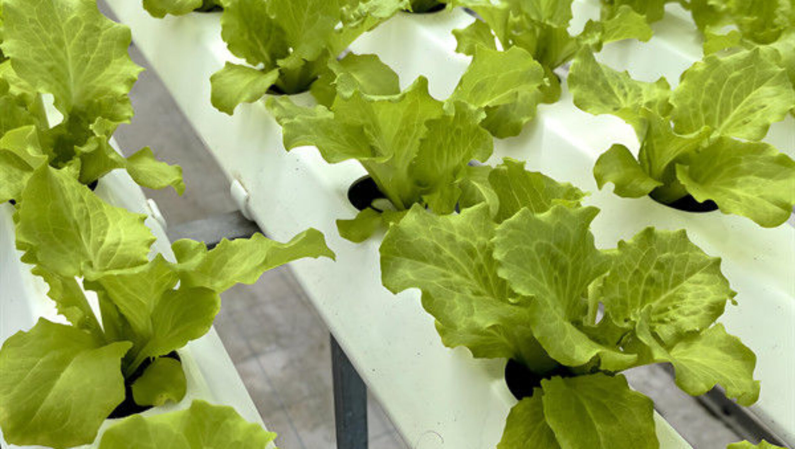 Customization Hydroponic System Greenhouse With Rolling Benches