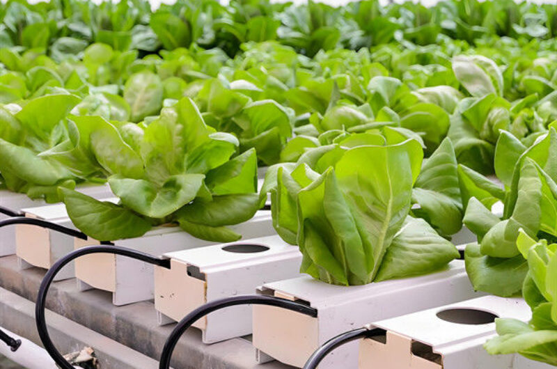 Customization Hydroponic System Greenhouse With Rolling Benches