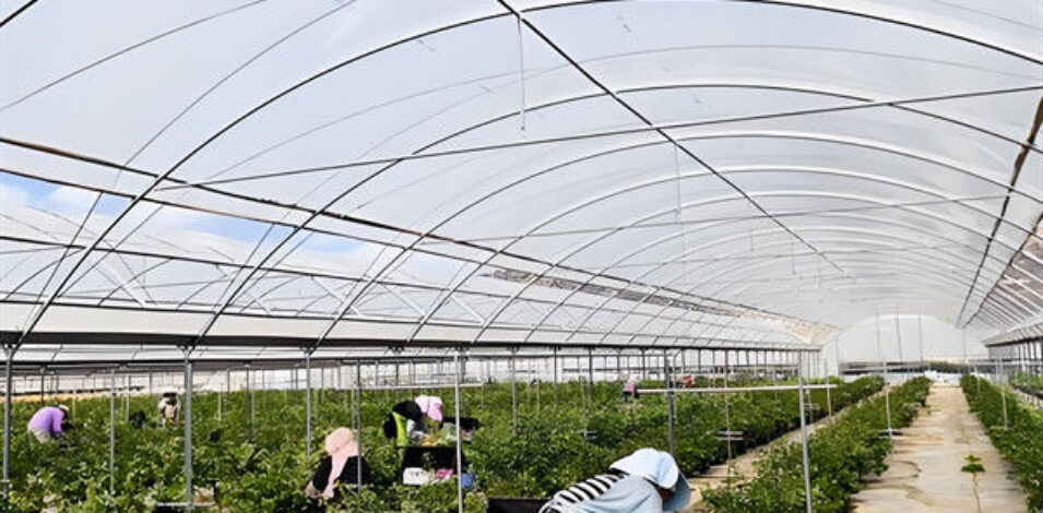 Customization Multi Span Greenhouse Agriculture Green House For Berry