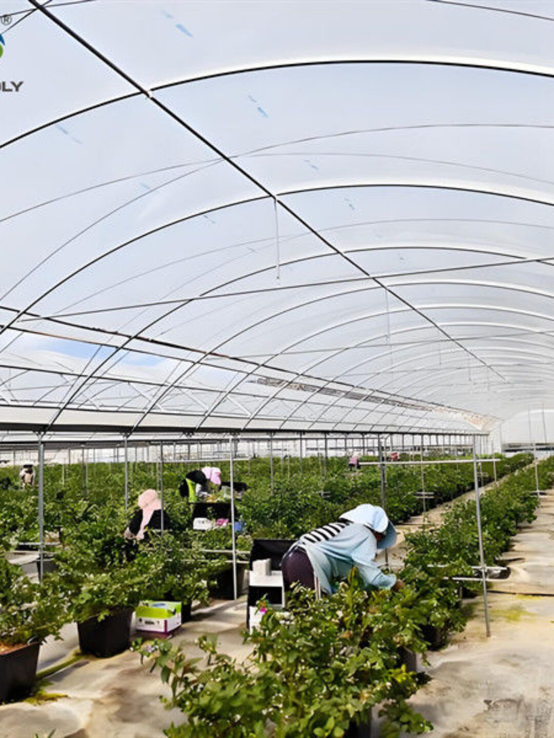 Customization Multi Span Greenhouse Agriculture Green House For Berry