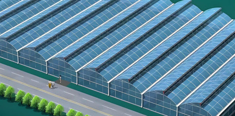 Customization Span Large Commercial Greenhouse With Single PE Layer Frame 4m Height