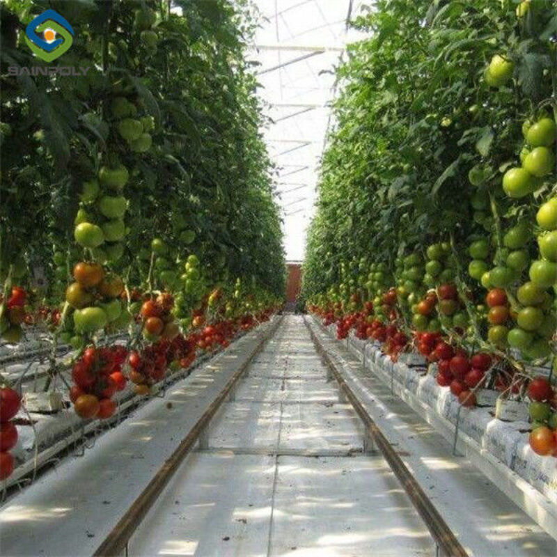Customized Agriculture Green House Tomatoes Greenhouse With High Yield