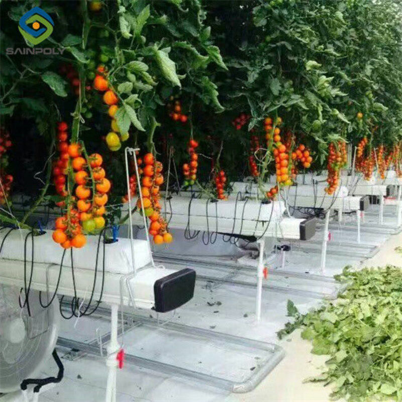 Customized Agriculture Green House Tomatoes Greenhouse With High Yield