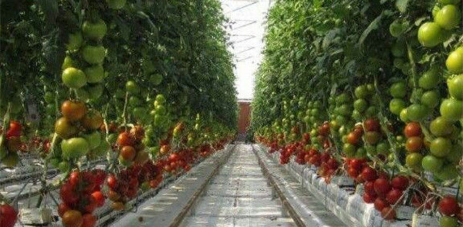 Customized Agriculture Green House Tomatoes Greenhouse With High Yield