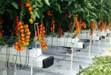 Customized Agriculture Green House Tomatoes Greenhouse With High Yield