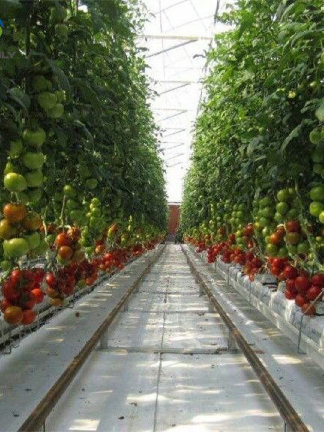 Customized Agriculture Green House Tomatoes Greenhouse With High Yield