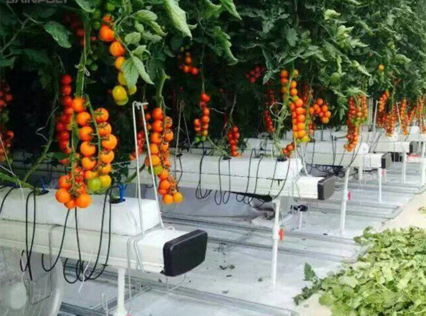 Customized Agriculture Green House Tomatoes Greenhouse With High Yield