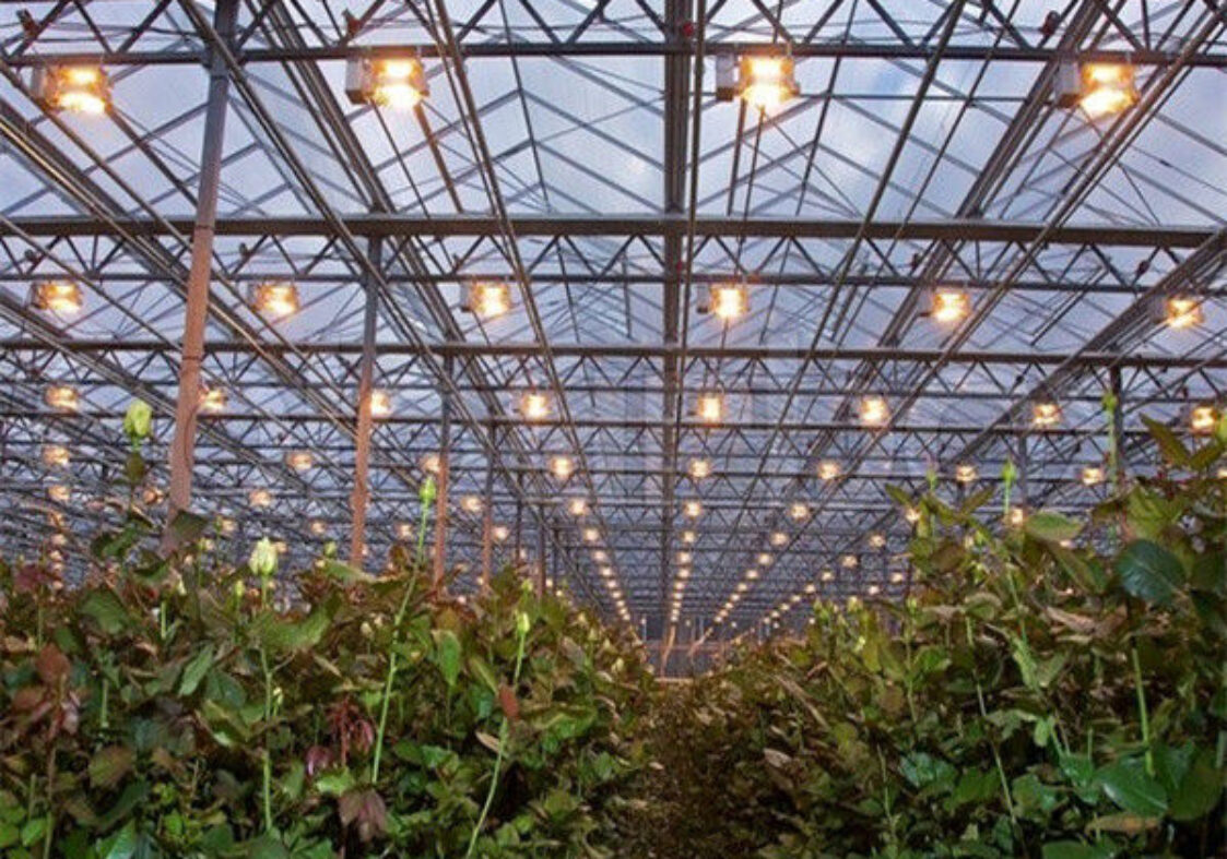 Customized Agriculture Green House Tomatoes Greenhouse With High Yield