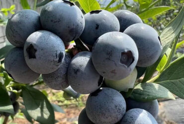 Customized Color Plastic Cover Greenhouse For Blueberries Growth