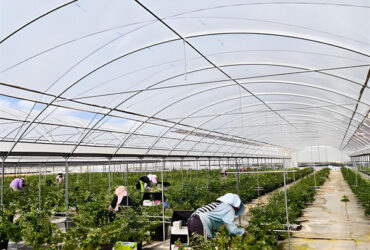 Customized Color Plastic Cover Greenhouse For Blueberries Growth