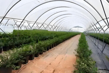 Customized Color Plastic Cover Greenhouse For Blueberries Growth