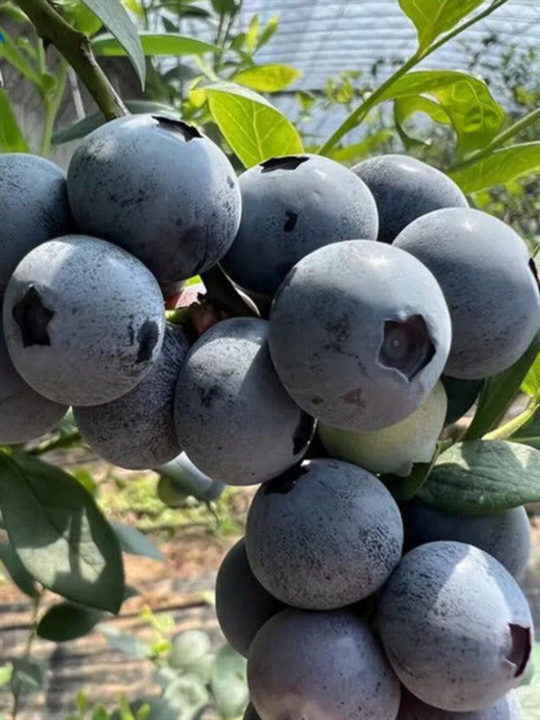 Customized Color Plastic Cover Greenhouse For Blueberries Growth