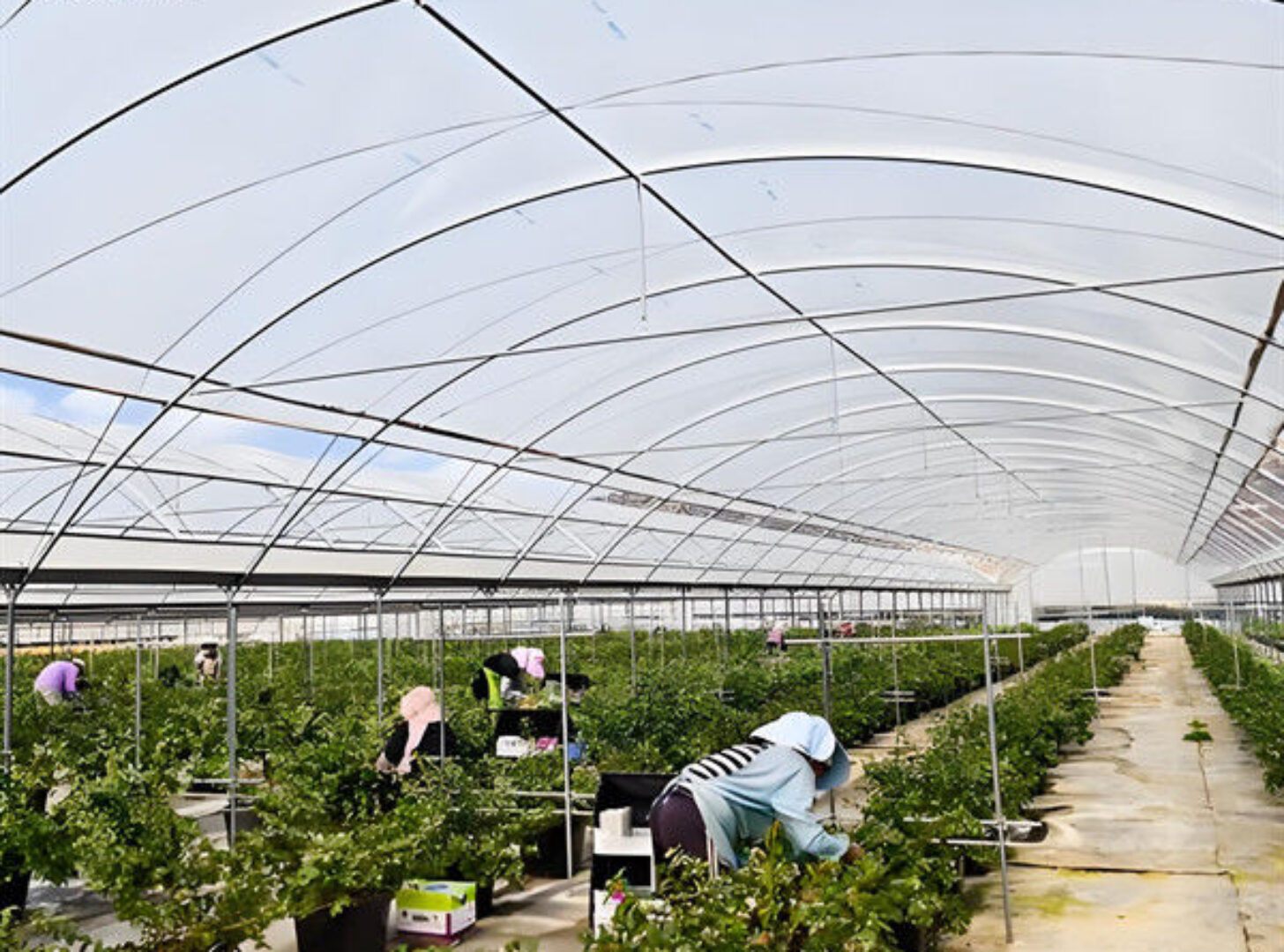 Customized Color Plastic Cover Greenhouse For Blueberries Growth