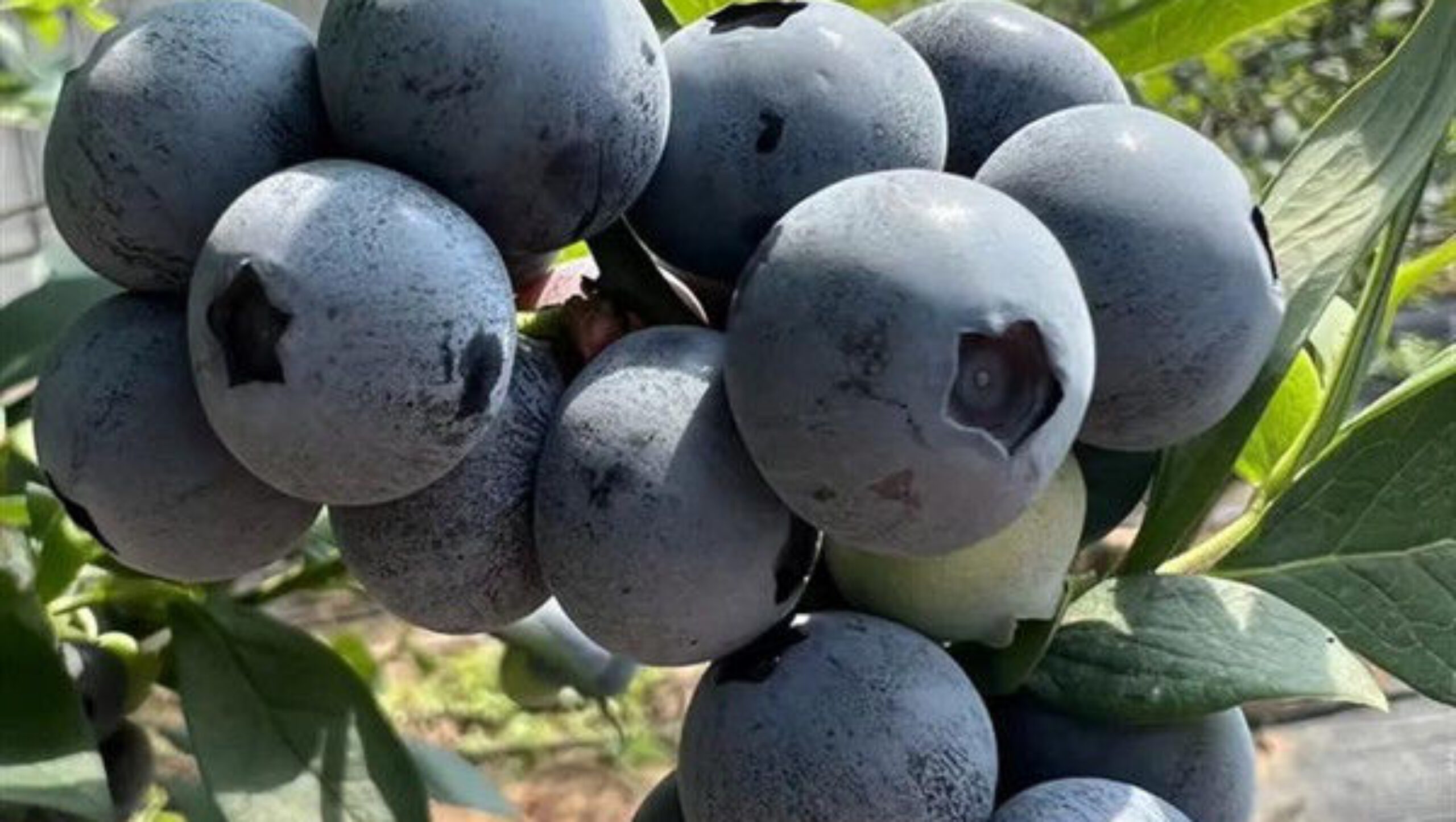 Customized Color Plastic Cover Greenhouse For Blueberries Growth
