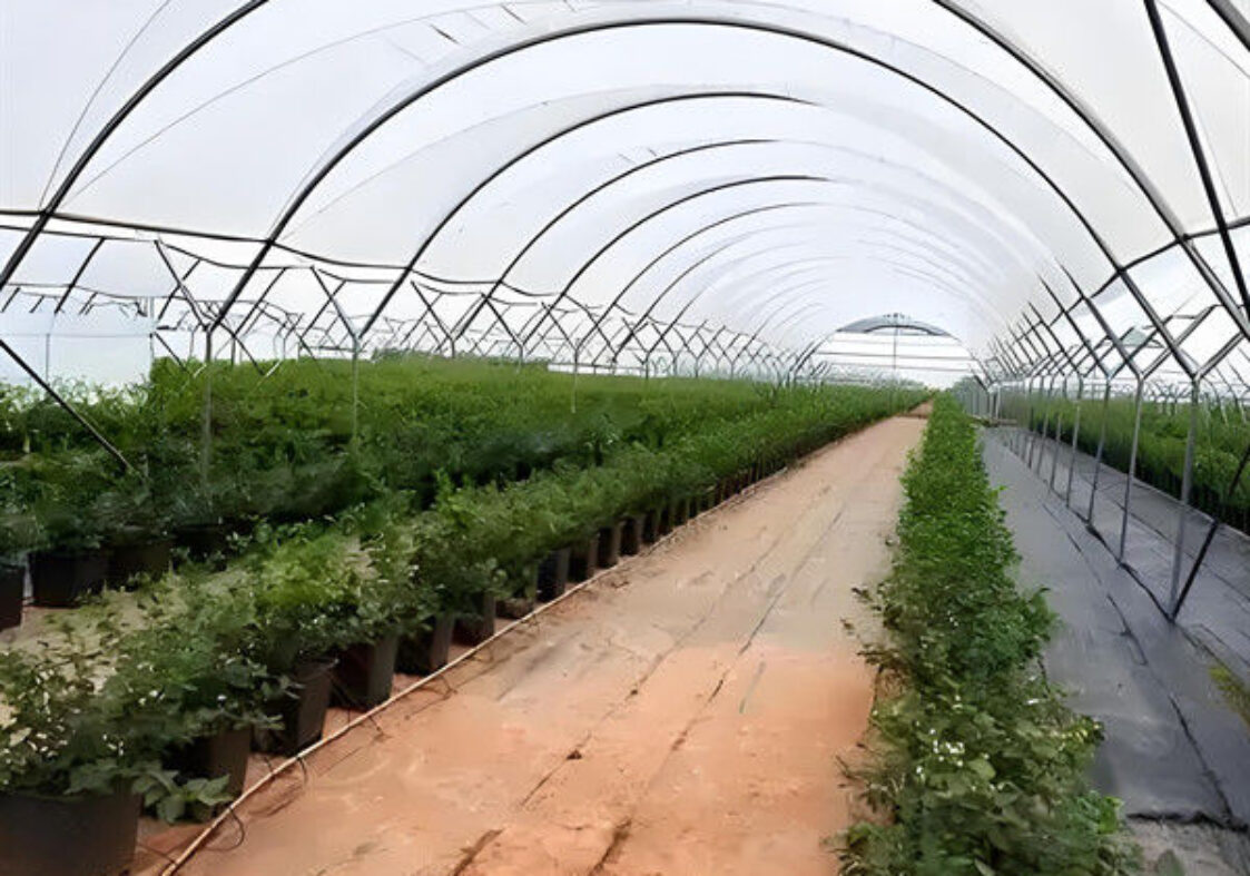 Customized Color Plastic Cover Greenhouse For Blueberries Growth