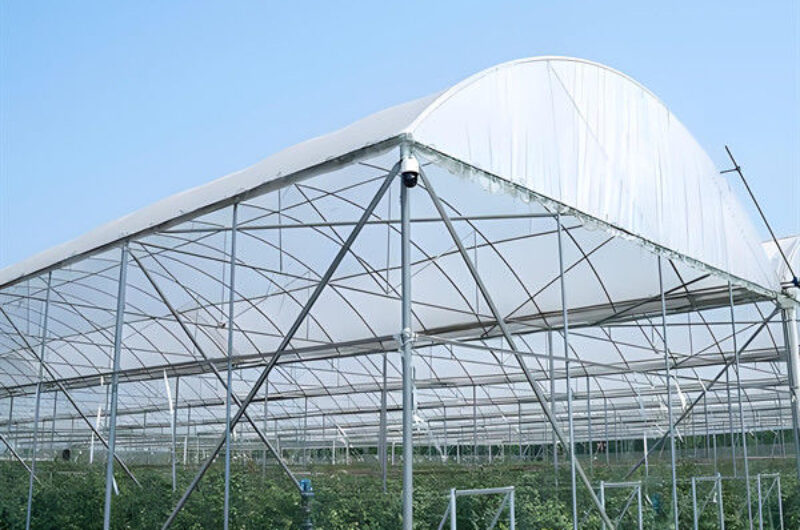 Customized Color Plastic Cover Greenhouse For Blueberries Growth