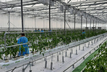 Customized Commercial Greenhouse Vegetable Production For Pepper And Cucumber