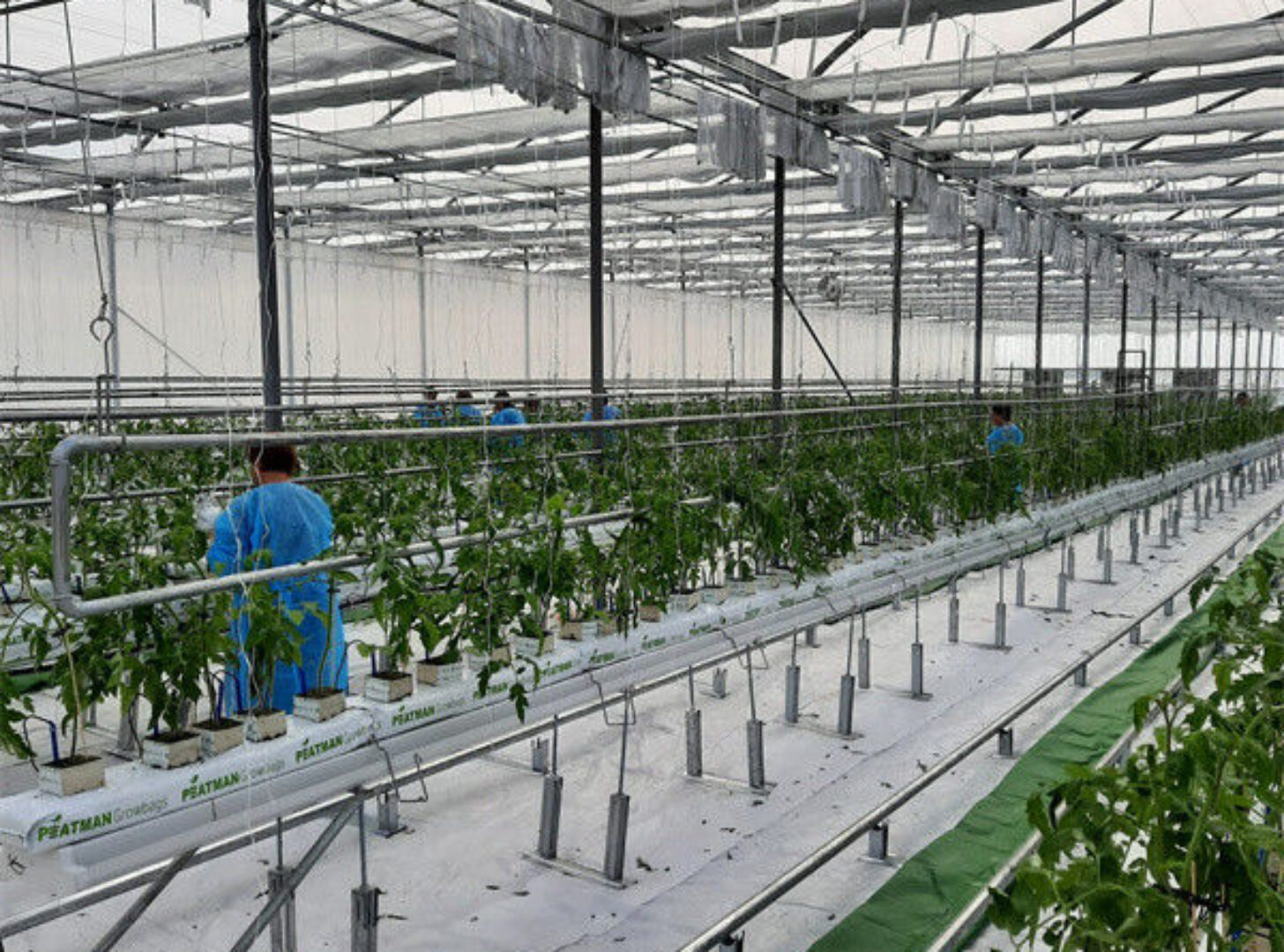 Customized Commercial Greenhouse Vegetable Production For Pepper And Cucumber