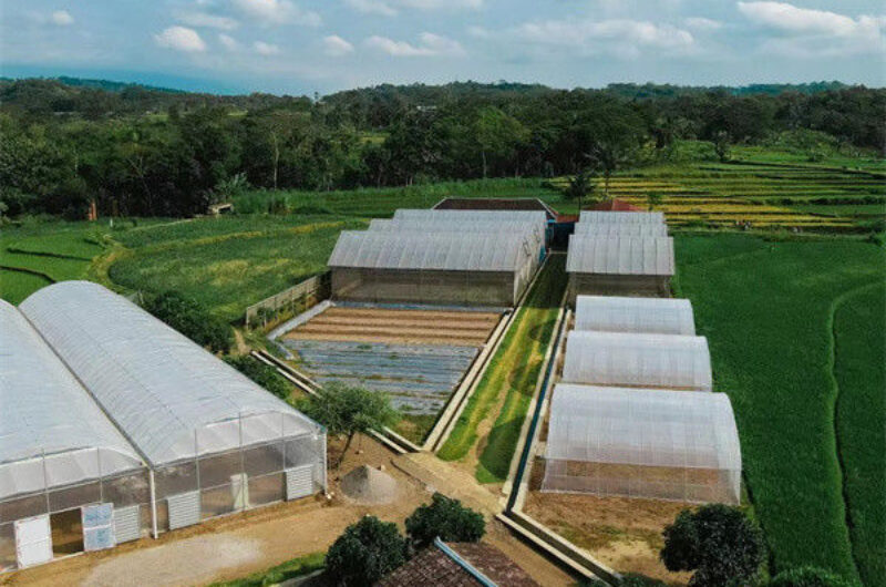 Customized Commercial Greenhouse Vegetable Production For Pepper And Cucumber