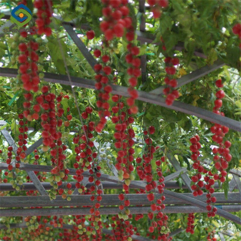 Customized Commercial Tomato Greenhouse Multi Span Greenhouse Plants Growing