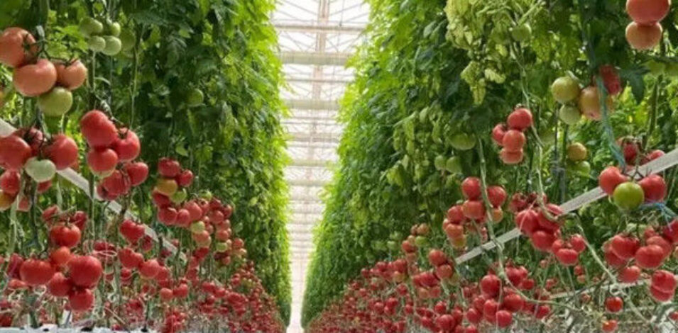 Customized Commercial Tomato Greenhouse Multi Span Greenhouse Plants Growing