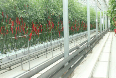 Customized Commercial Tomato Greenhouse Multi Span Greenhouse Plants Growing